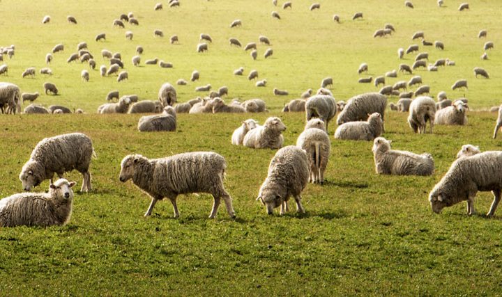 Maximizing Pasture Health on NZ Lifestyle Blocks