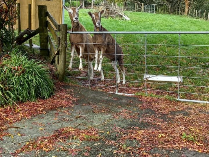 Black Mastitis in Smarty the Goat