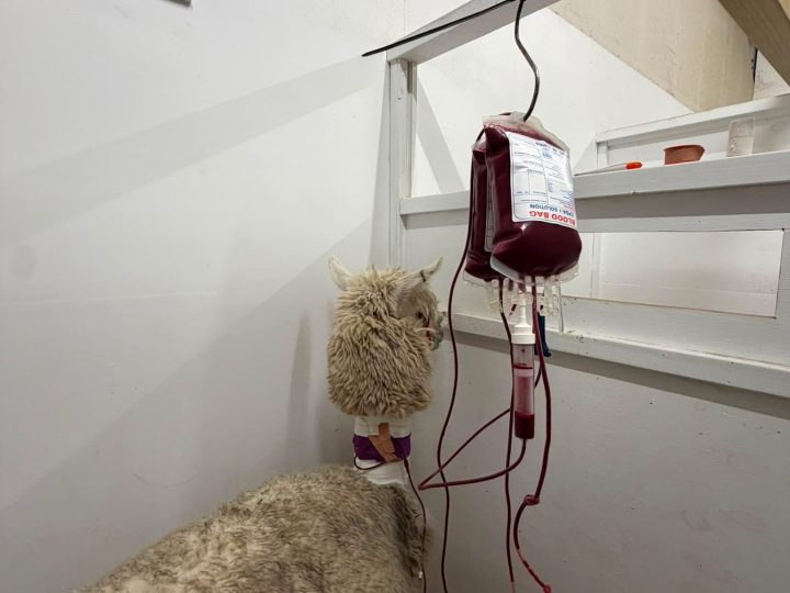 Barbers Pole Worm in Alpacas