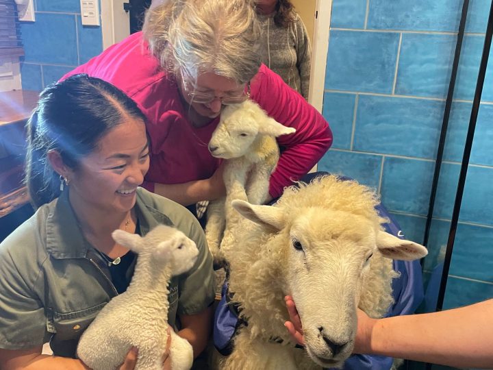 Navigating Sleepy Sickness in Sheep