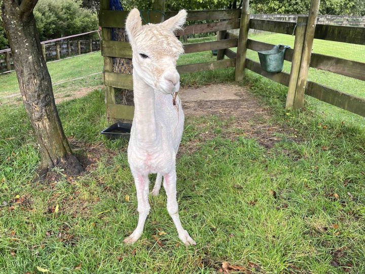 Vitamin D requirements in Alpaca in NZ