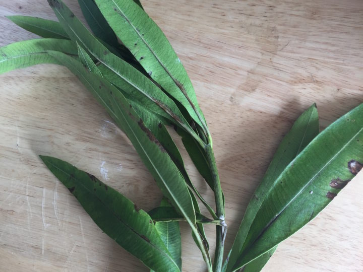 Oleander Toxicity Explained by The Lifestyle Vet