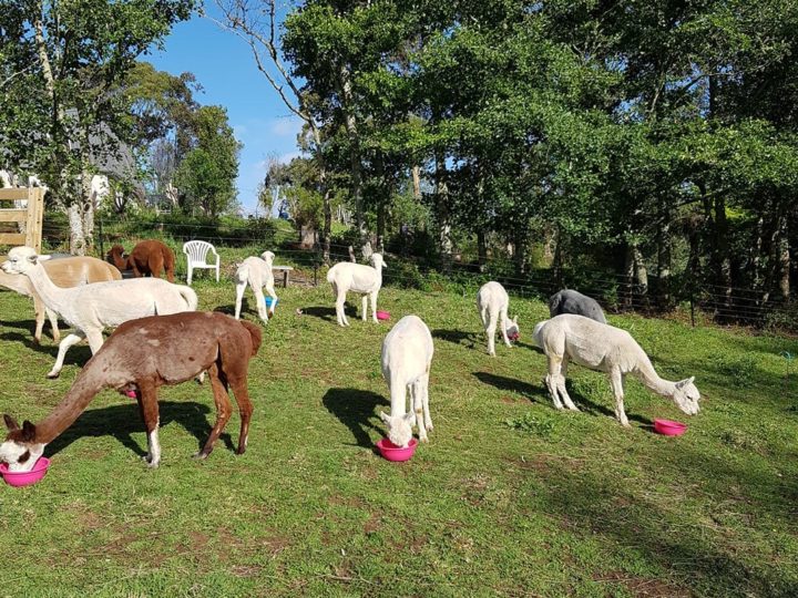 Feeding Zinc Pellets to your Alpacas- Tips and Tricks from The Lifestyle Vet