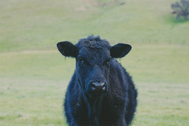 Cattle Drenching